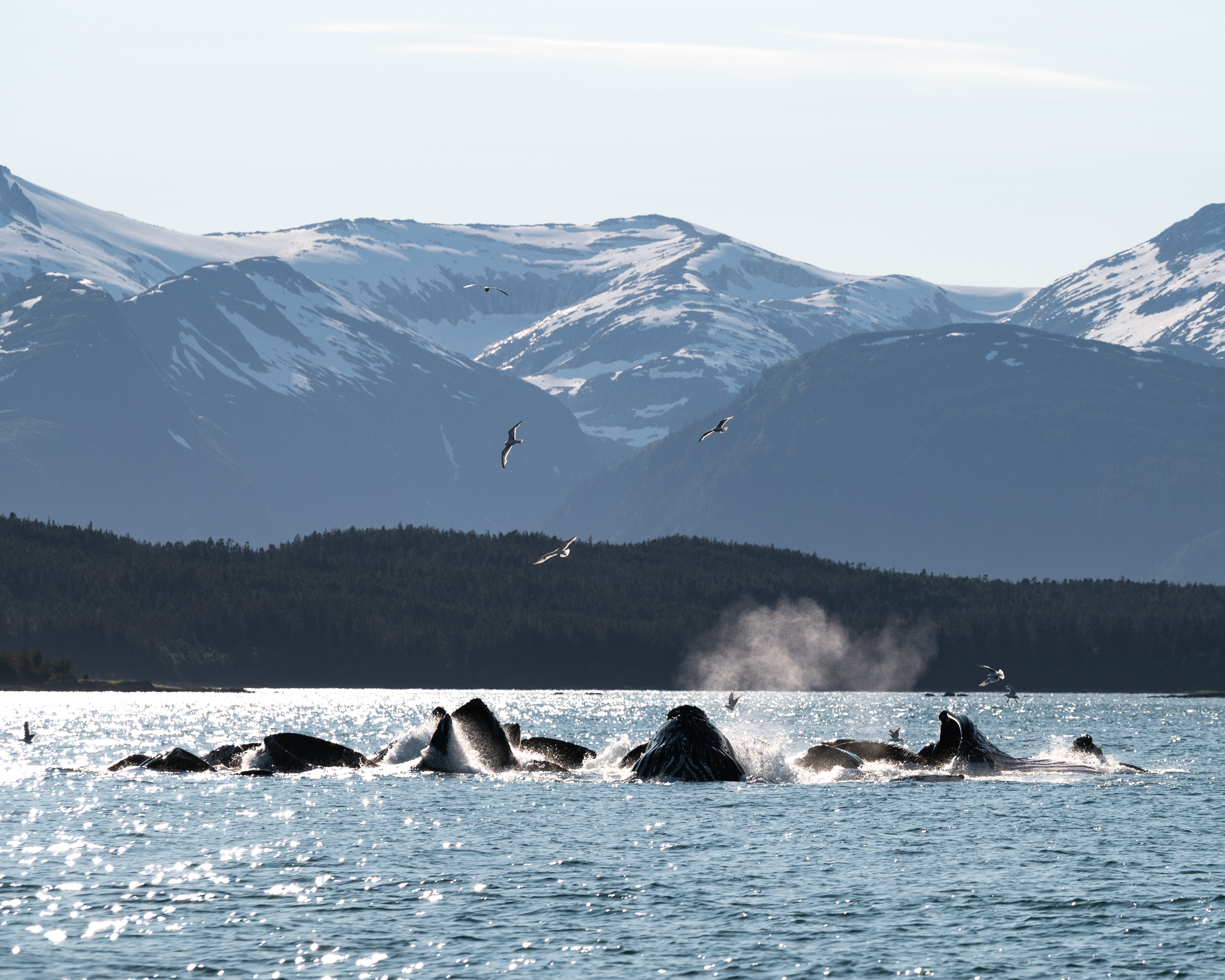 Humpback whales bubble-net feeding in Juneau, Alaska