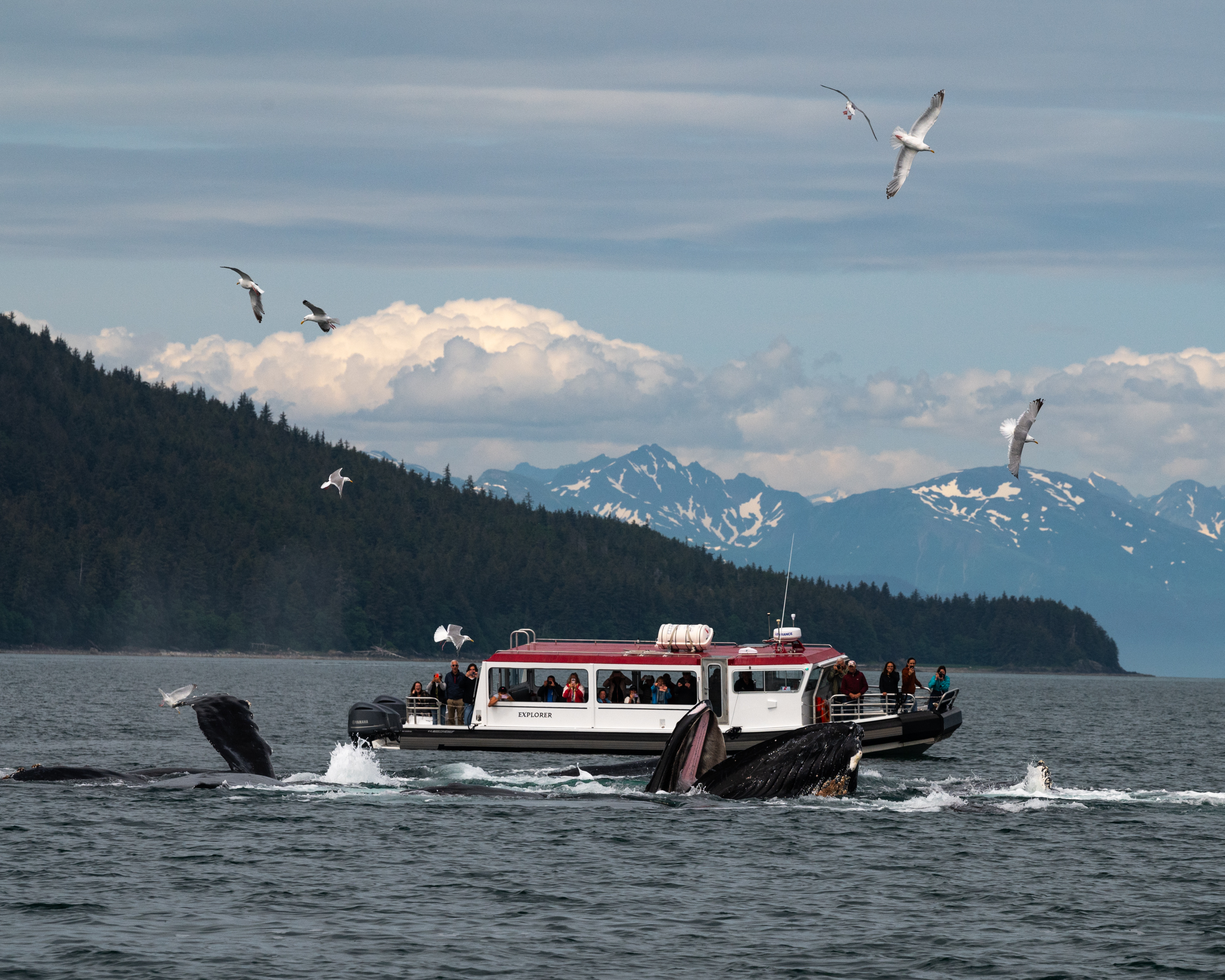 Bubble-net feeding humpback whales in front of tour boat