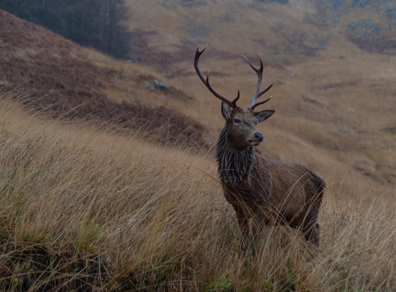 Red deer Stag on a stormy day in Glencoe, Scotland photographed by Adventure Photographer, Dailyn Matthews