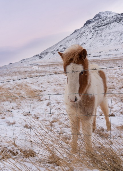 Icelandic pony in Iceland photographed by Adventure Photographer, Dailyn Matthews