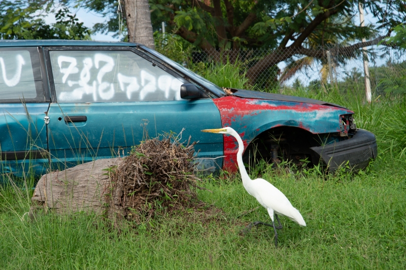 Egret in Puerto Rico photographed by Adventure Photographer, Dailyn Matthews