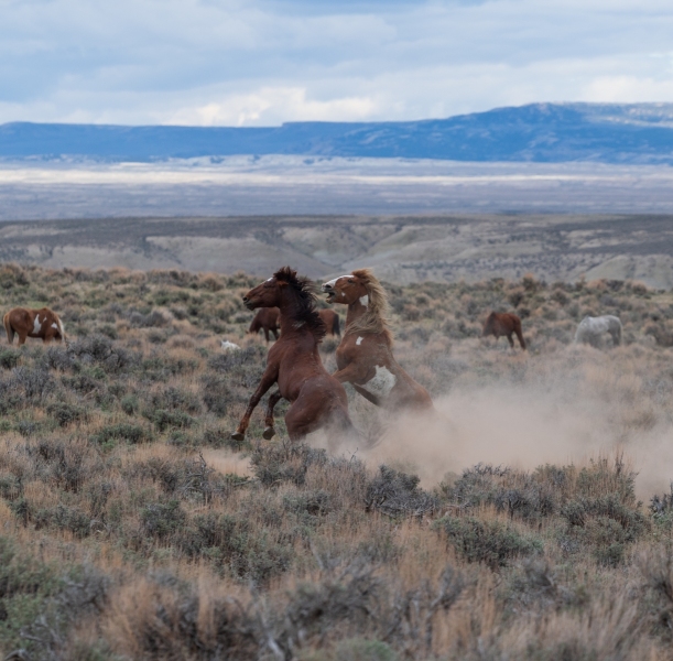 Fighting Wild Mustangs in Sand Basin, Colorado photographed by Adventure Photographer, Dailyn Matthews
