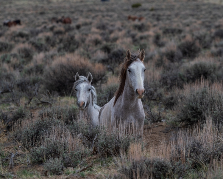 Wild Mustangs in Sand Basin, Colorado photographed by Adventure Photographer, Dailyn Matthews