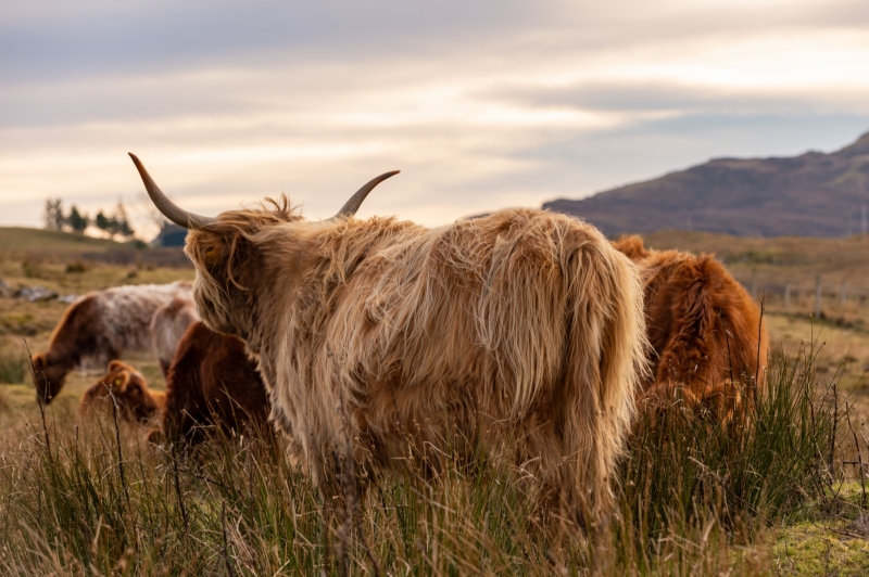 Highland Cow, Isle of Skye, Scotland photographed by Adventure Photographer, Dailyn Matthews