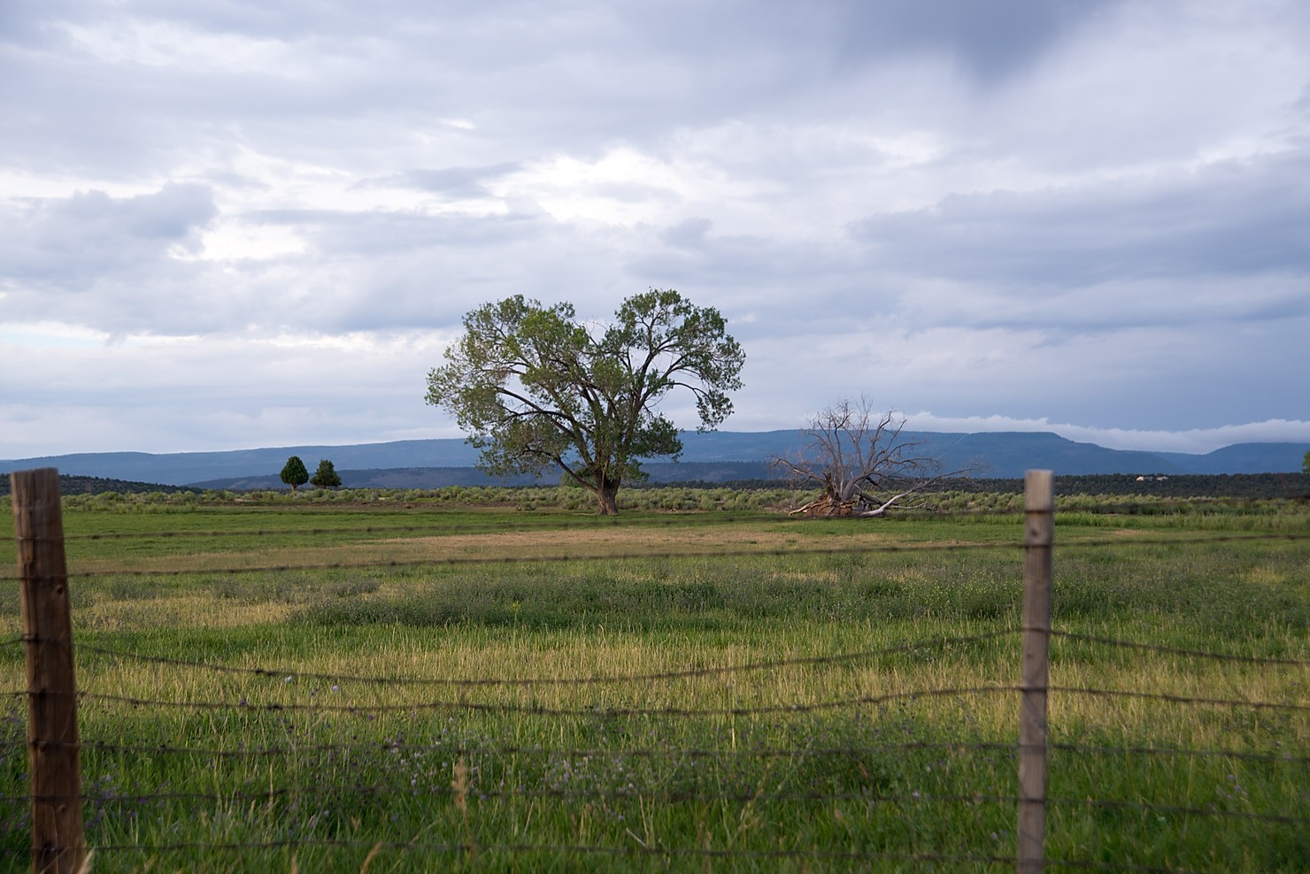 Heart shaped tree in meadow behind barbed wire fence