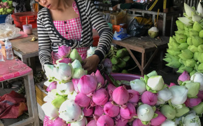 lotus blooms in the cambodian market