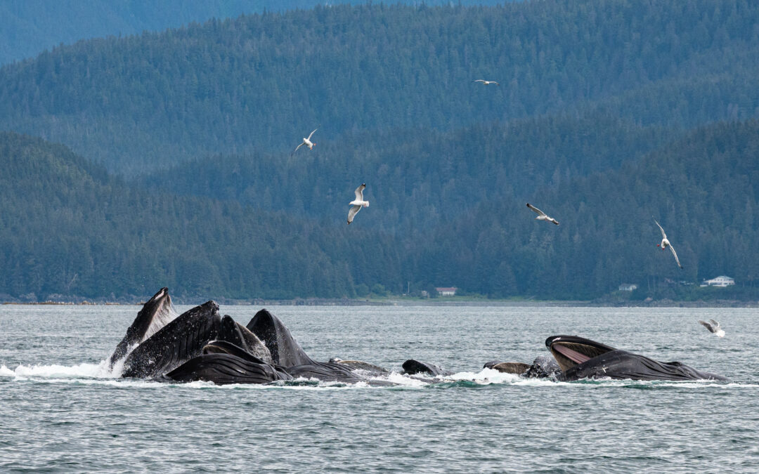 Rare sight seeing humpback whales bubble-net feeding in Alaska
