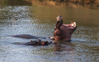 Hippopotamuses & Crocodiles, oh my!